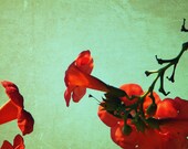 Reach Of Sky - Fine Art Photography Print 5x7 (13x18)