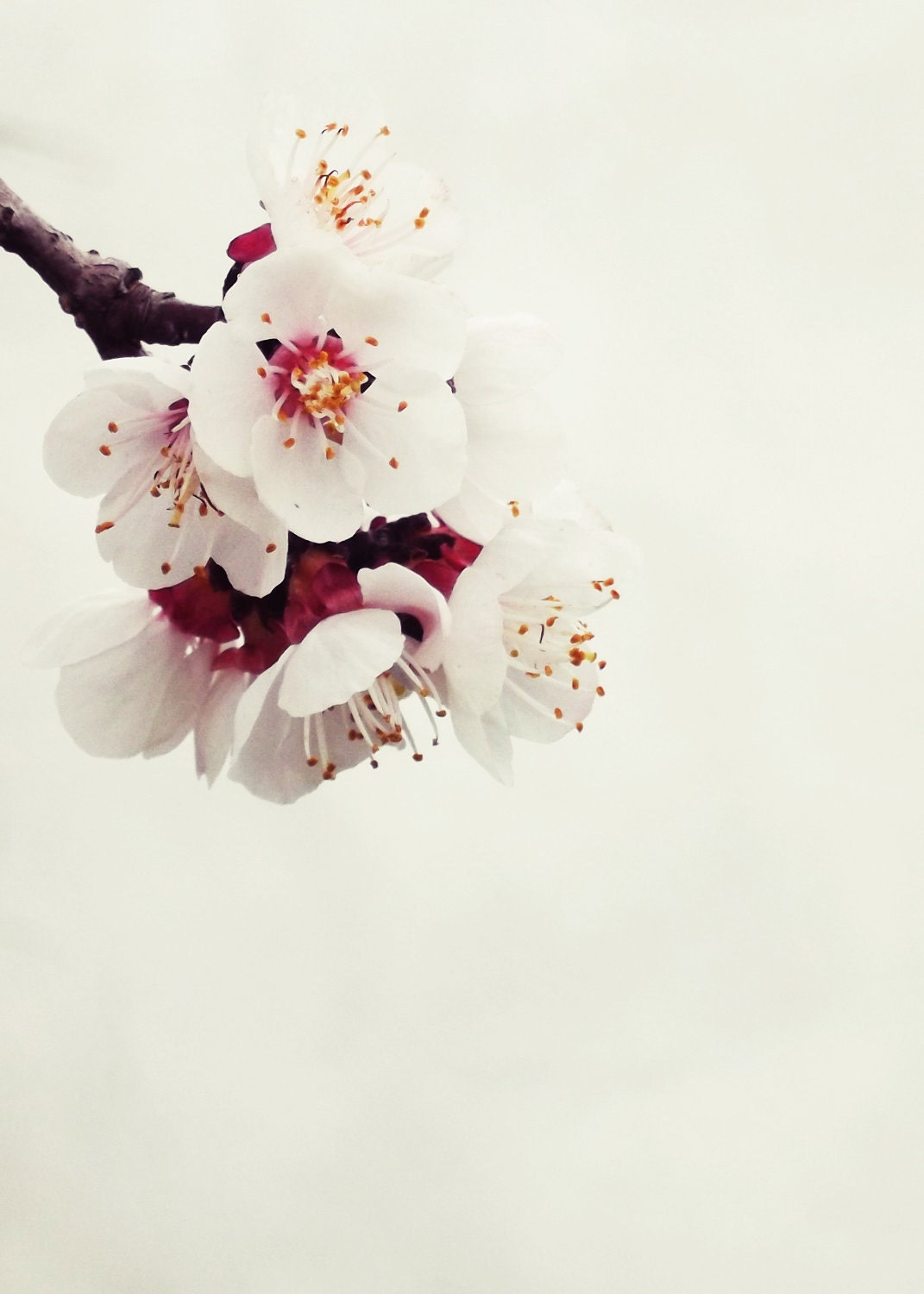 ReFresh - Fine Art Photography 8x10 (20x25cm) - BOGO SALE - Spring Landscape Cherry Blossom