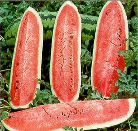 Wa-Wa-Watermelon Seeds