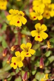 Cheddar Monkey Flower Seeds