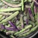 Royal Burgundy Purple Bean
