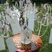 Wishing Tree