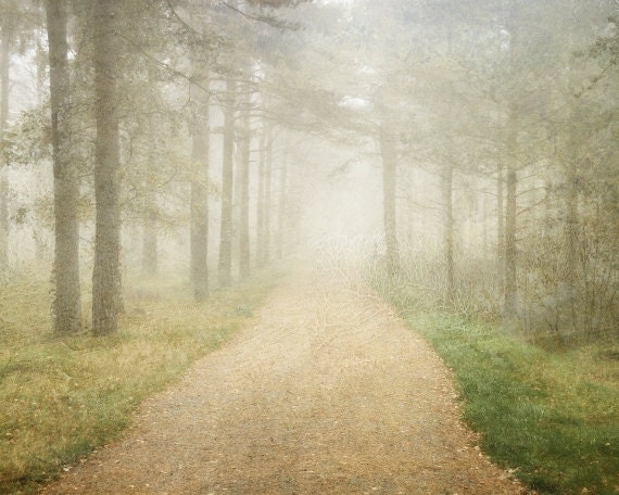 Foggy Norwegian Woods Original Nature Photography Print Digital Wall Art Home Decor 8x10