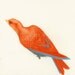 Limited Edition Bird Art Print - An Occasional Dream II