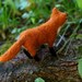 Needle Felted Wool Fox