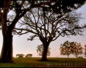 Fine Art Photography Print - At the Park - 8" x 16" Wall Art Home Decor