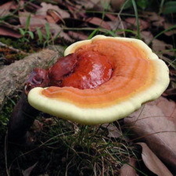 Reishi Mushroom Growing