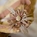 Baby Headband, Brown Headband, Brown Baby Headband, Baby Flower Headbands, Vintage Headbands, Feather Flower Headband, Baby Girl Headband