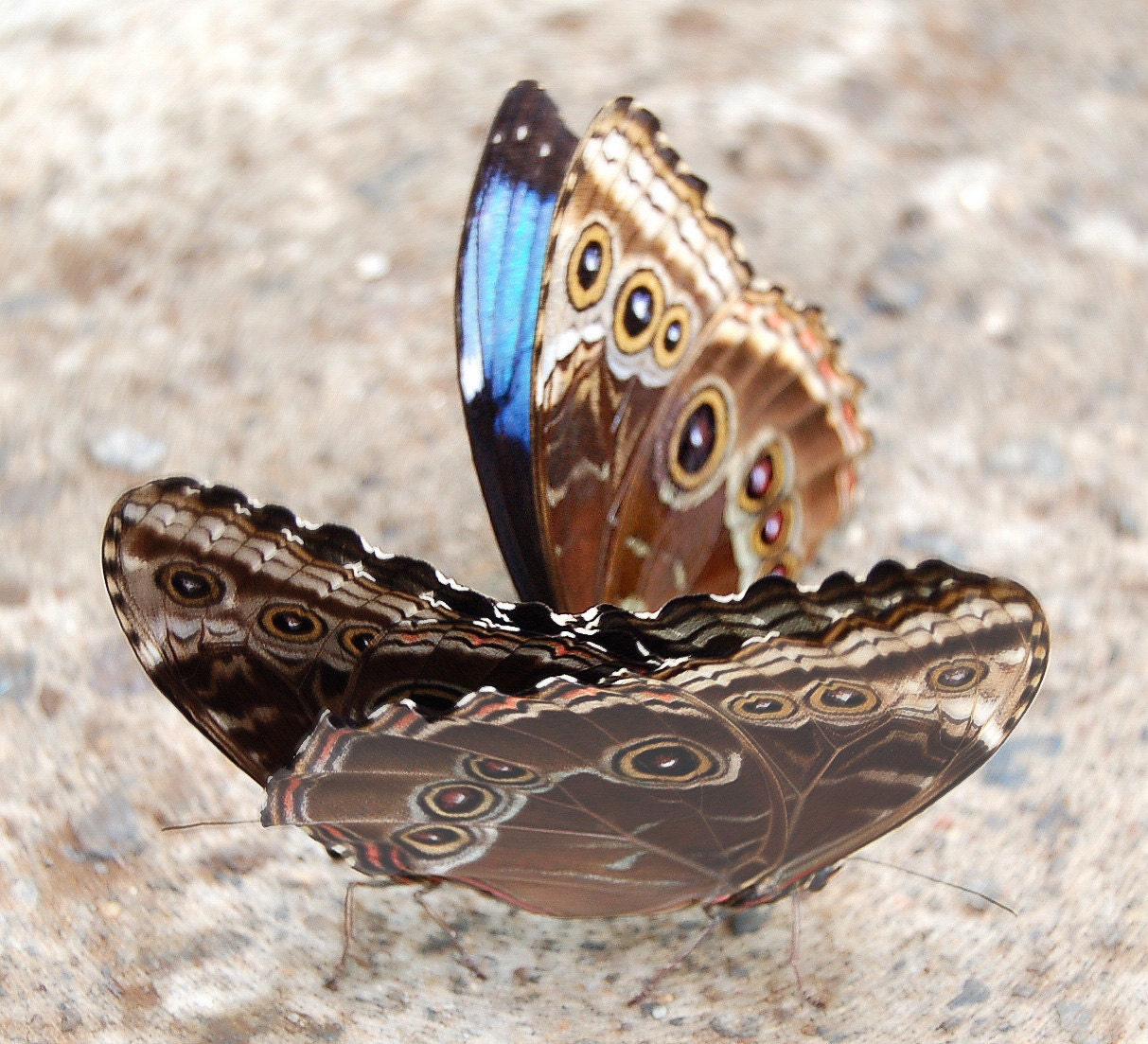 photograph 8 x 8 Aqua Blue Morphis butterflies nature photography blues browns
