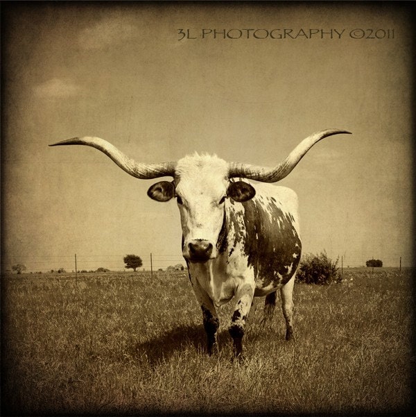 Texas Photography Rustic Western Art Southwestern Photography Longhorn Fine Art Prints