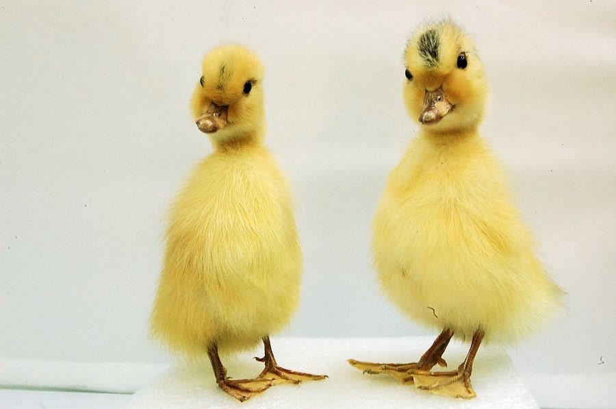 taxidermy of 2 duckling, Real duckling,Free shipping to Worldwide