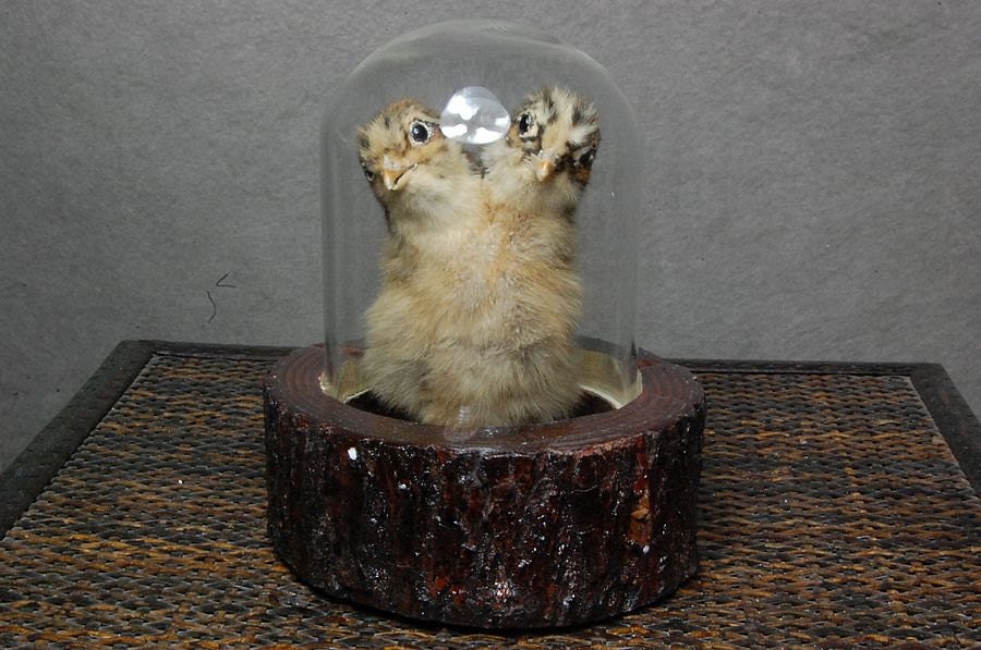 taxidermy of two head freak chick made by 2 chicks mounted with case