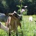 Large Pillow Box -- Farmstead Goat Milk Caramels