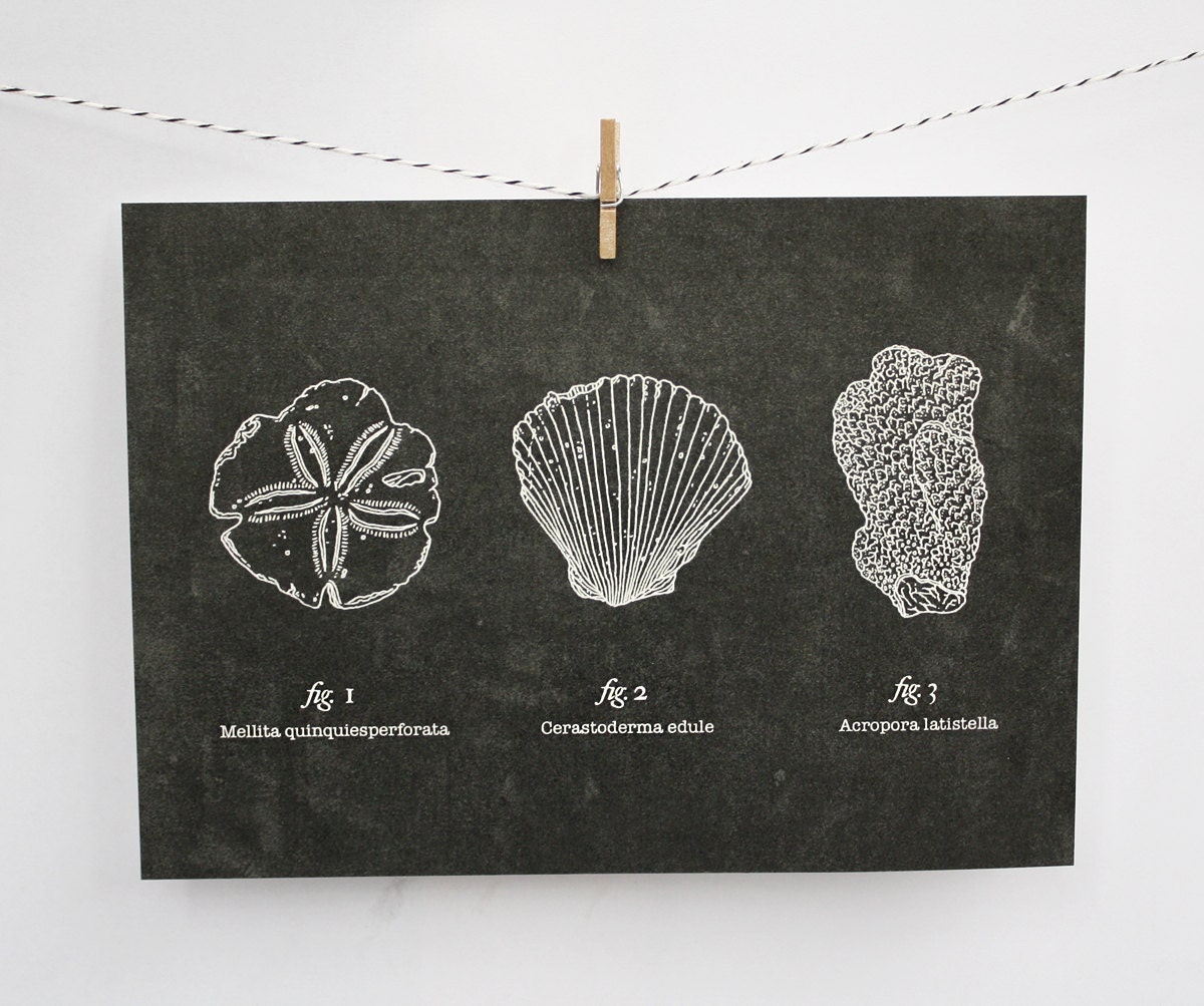 Artifact Series: The Beachcomber 5x7 Print