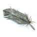 Realistic Original Watercolor Painting bird feather artwork wall home decor fine art  drawing nature illustration 5x7