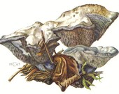 1963 Hydnellum Suaveolens Mushroom Vintage Offset Lithograph