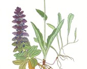 1959 Pyramidal Bugle, Orange Hawkweed, Rough Saxifrage, Sticky Primrose Vintage Lithograph to Frame