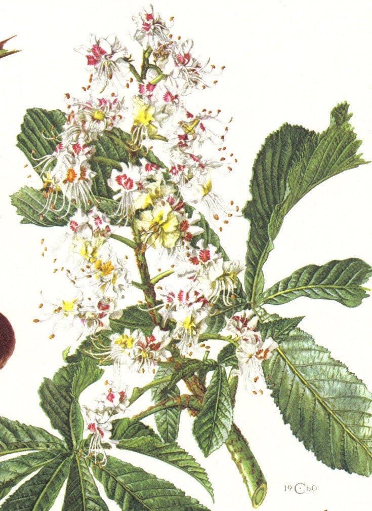 1958 Leaves Flowers and Seeds of the Horse-chestnut or Conker Tree Vintage Offset Lithograph to Frame