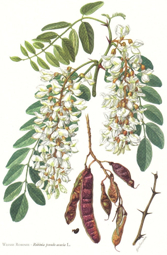 1958 Leaves and Flowers of the Black Locust Vintage Offset Lithograph to Frame
