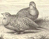 1892 Pallas' Sandgrouse Original Antique Engraving to Frame