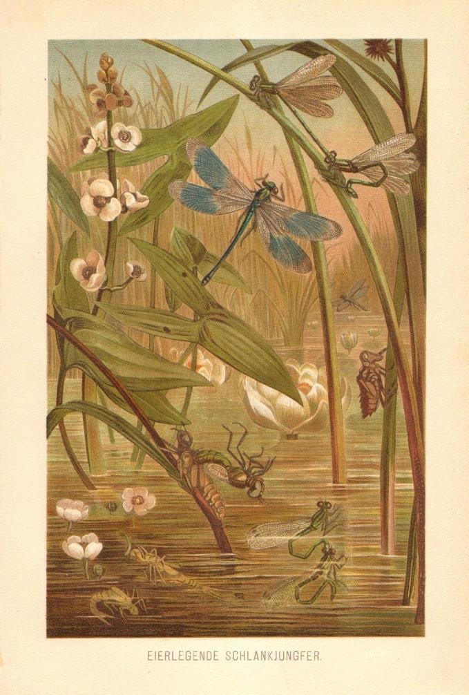 1900 Dragonflies, Damselflies Original Antique Chromolithograph