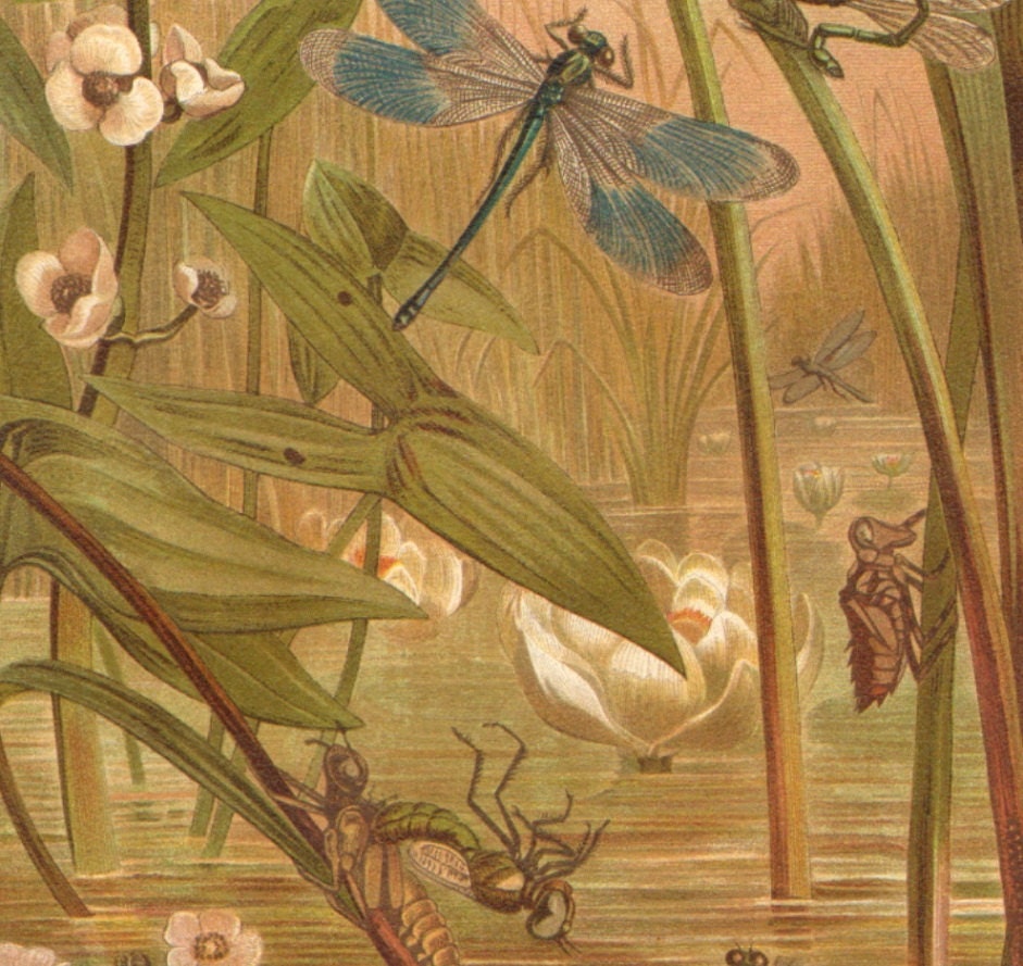 1900 Dragonflies, Damselflies Original Antique Chromolithograph