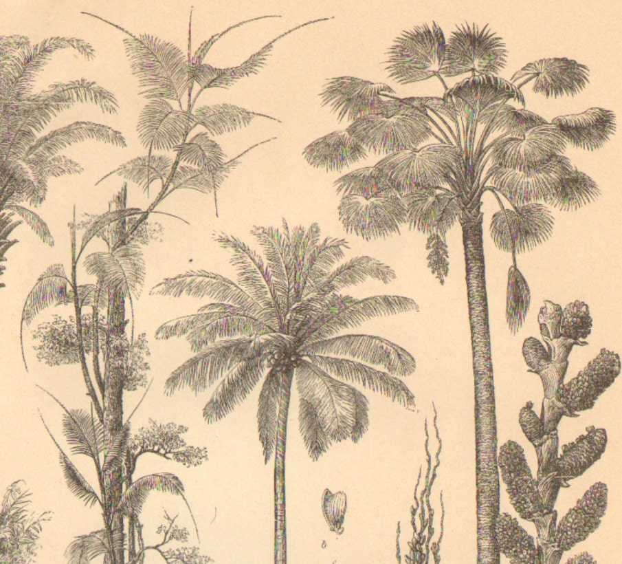 1902 Palm Trees - Date Palm, Rattan Palm, Coconut Palm Original Antique Engraving to Frame