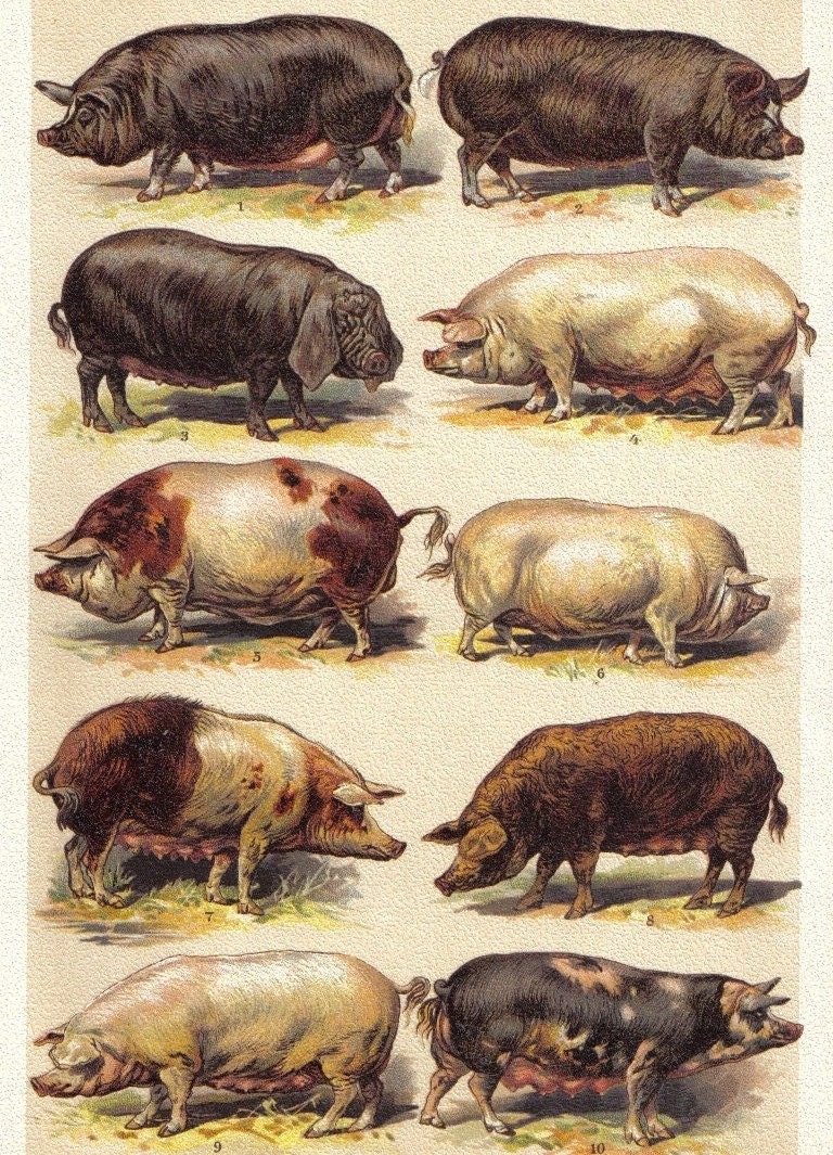 Yorkshire+Pig+Size http://shaffergoldrush.com/sg_yorks/yorkshire-fullsize.html