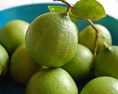KEY LIME Shortbread cookies  Light and Fresh Handmade, Handheld Bitesize Desserts