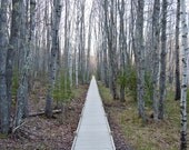 Birch trees forest photograph, serene Maine landscape Acadia National Park, Mount Desert Island woodland home decor. 8x10 art photo