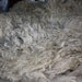 RESERVED/Raw Blue Shetland Lambs Fleece / 1st Shearing