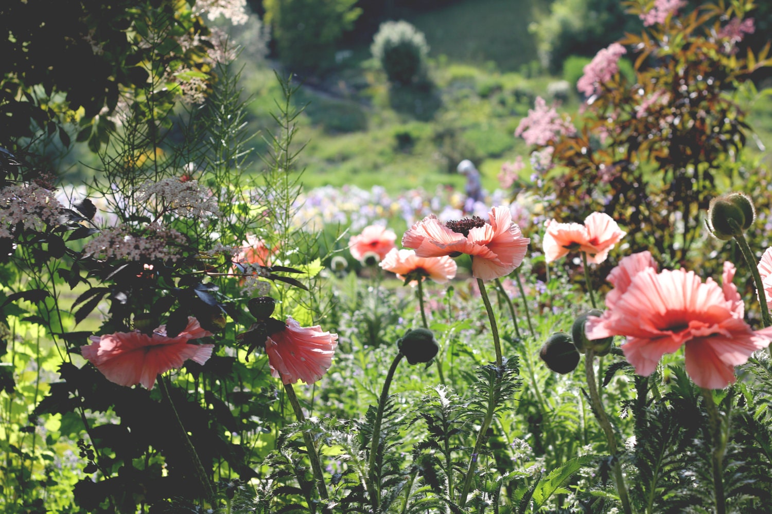 Switzerland's Merian Park in bloom fine art photography 8x10