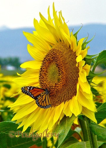 Colorado Monarch Butterfly on Sunflower  - 5x7 Giclee Print - PixelGallery