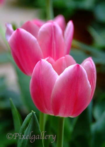 Pink Tulips - 5x7 Fine Art Giclee Print