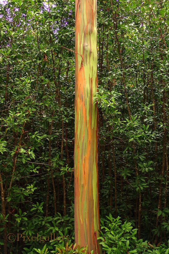 Painted Eucalyptus Tree MauiHawaii Rainbow Color by PixelGallery