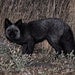 Black Fox - Colorado Rocky Mountains 8x10 Fine Art Print