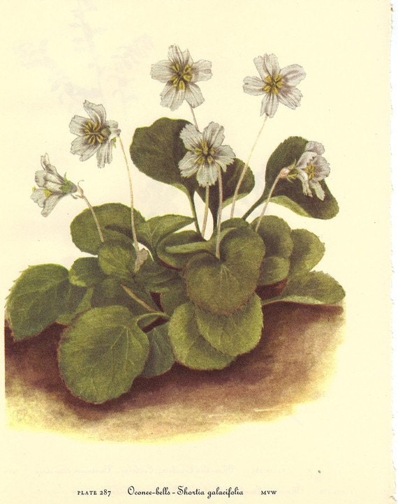 Vintage 1968 Color Print Wild Flowers of America Book PLATE 285 286 287 Oconee Bells and Mountain Cranberry Cowberry