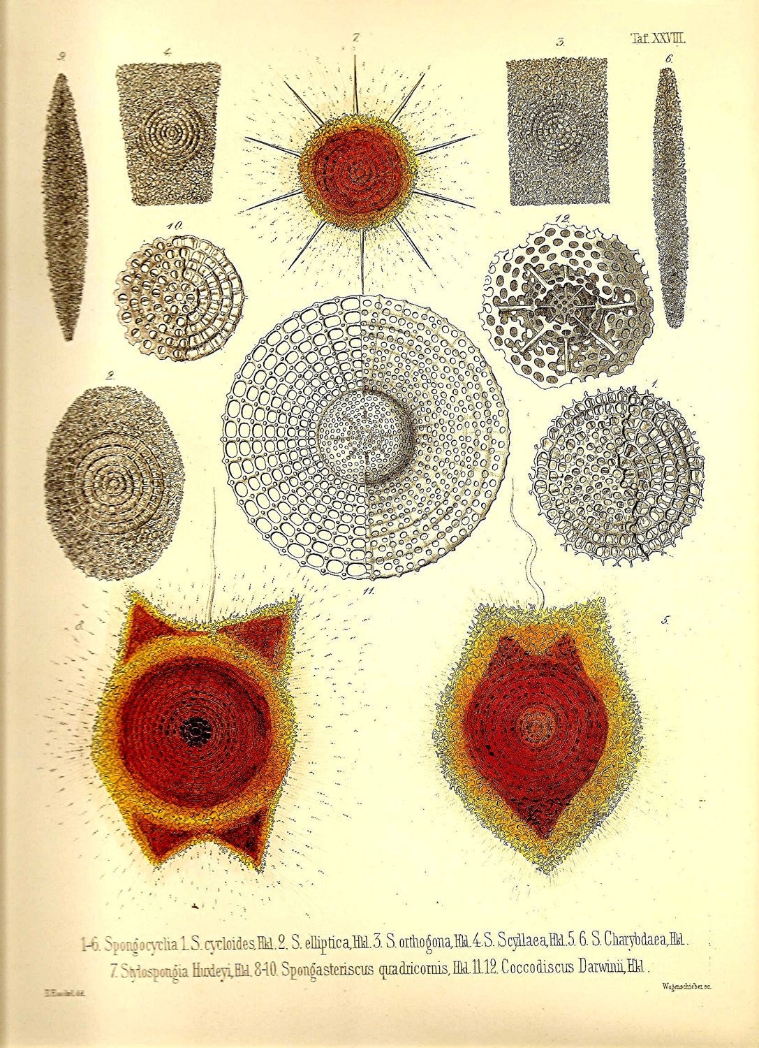 Ernst Haeckel OCEAN Lithograph Art Print Beautiful Colored Frameable Collectable Book PLATE 28 Spongocyclia  Huxleyi Ocean and Sea Nature