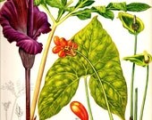 Vintage 1970 LILY BERRIES Color Art Print Wild Flowers Original Book PLATE 67 Large Tropical Flower Purple Green Lilies Orange Berries Seeds