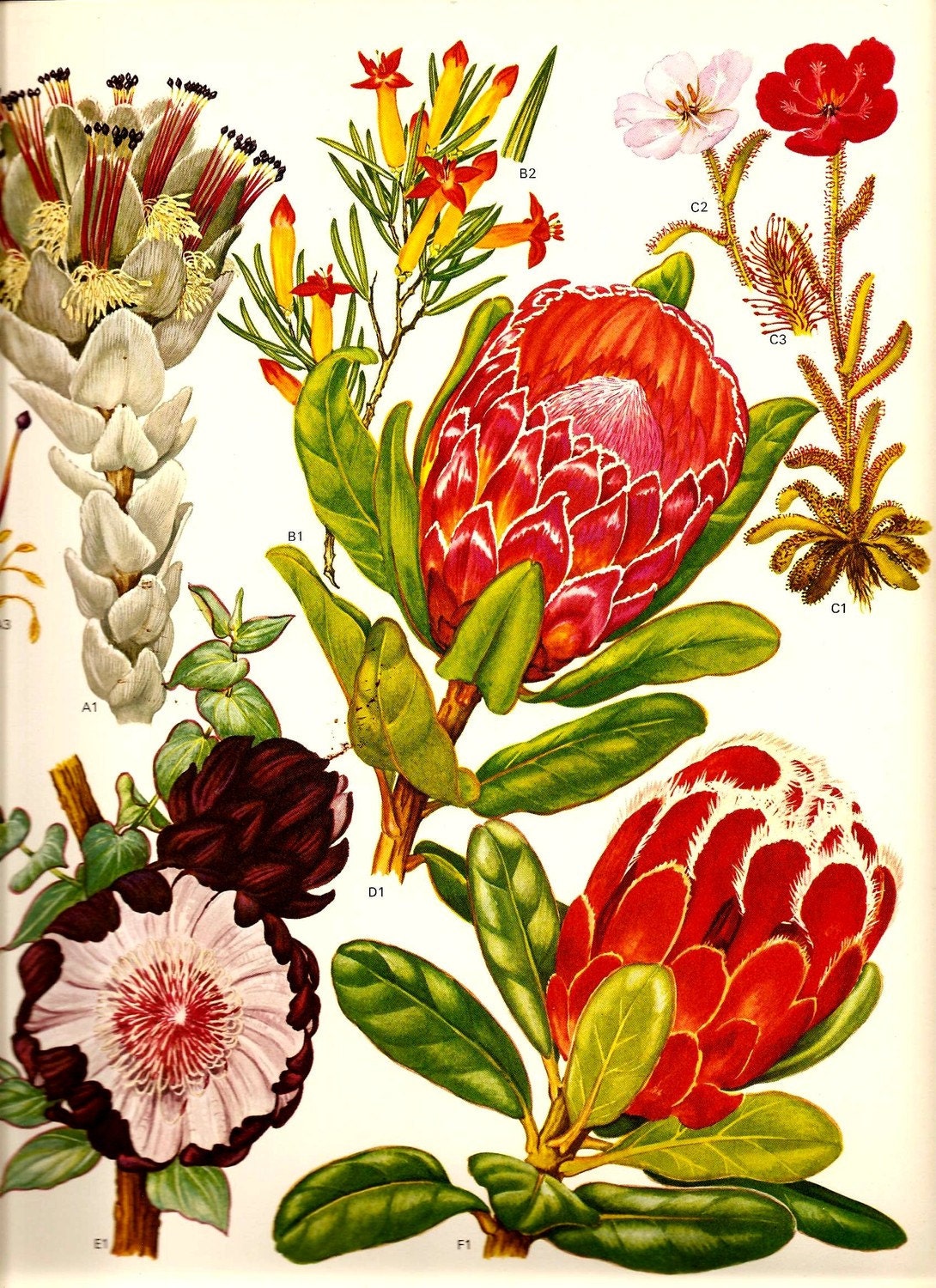 Vintage 1970 Color Art Print Wild Flowers Original Book PLATE 75 Beautiful Large Orange Red Burgundy Pink Yellow Flowers Blooming Plants