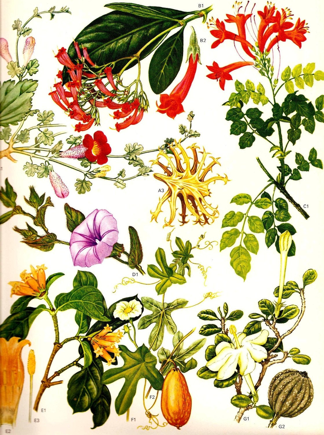Vintage 1970 HONEYSUCKLE Color Art Print Wild Flowers Original Book PLATE 79 Grappe Plant, Buffeldorn, Wild Granaat and Kaffir Honeysuckle