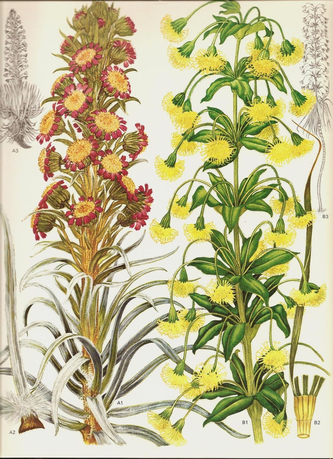Vintage Botanical Print 1970 Color Art Wild Flowers Book PLATE 150 Beautiful Silversword Iliau Prange Pink Yellow Tall Flower Summer Plants