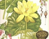 Vintage Botanical Print 1970 Color Art Wild Flowers Book PLATE 152 Beautiful Yellow Lotus Lily Pond Lily,Fuchsia Goseberry  Flowers Plants