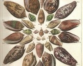 SHELLS Art Print Frameable Original 2009 Book Plate XVIII Beautiful Shells French Limacons Ocean Marine Sea Life Aqua Pink Golden Brown