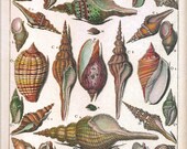 SHELLS Print 2009 Original Book Plate 33 Art Beautiful French Splendid Hand-Colored Antique Engraved Plates Ocean Marine Sea Life