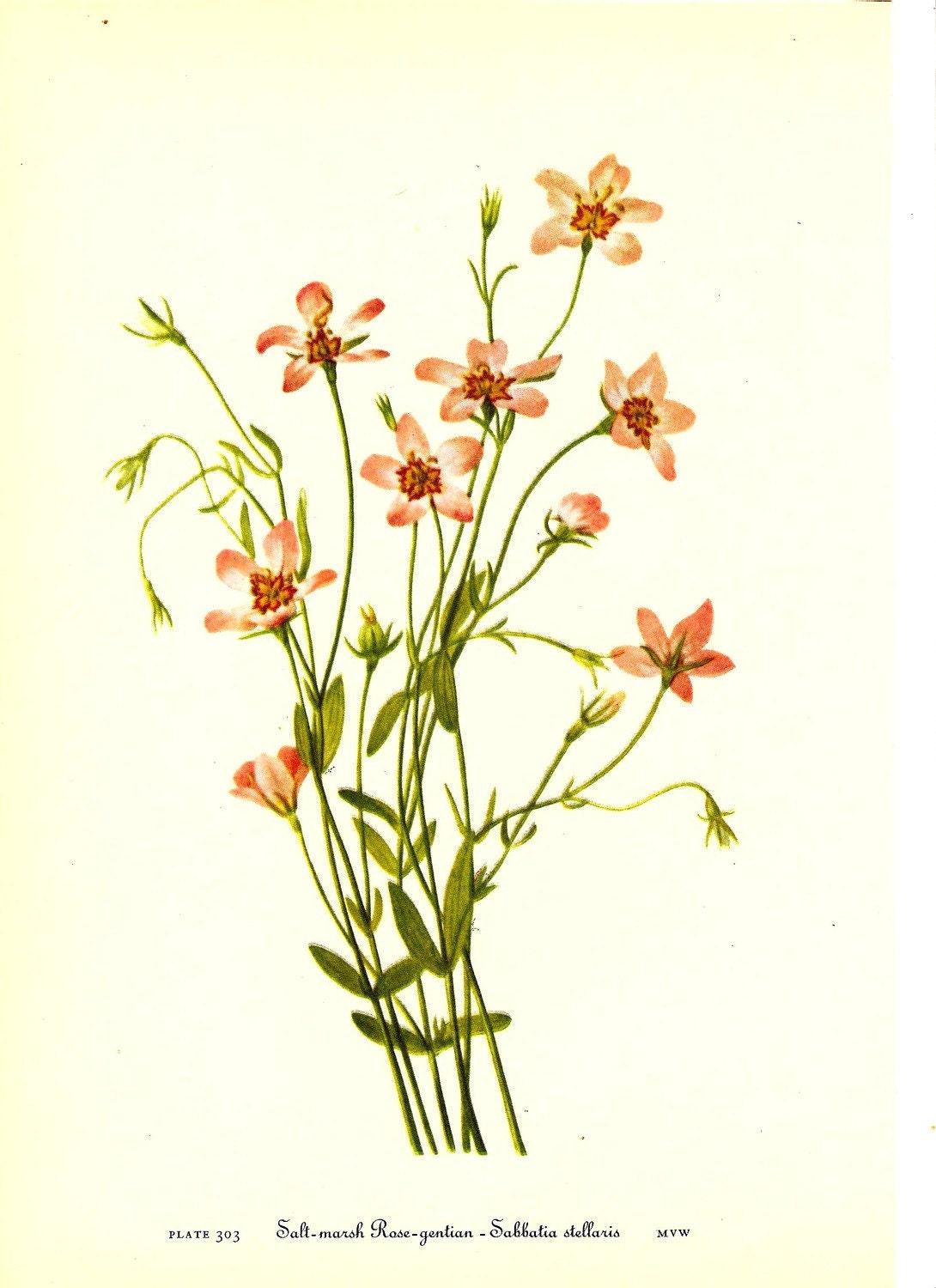 Vintage Botanical Print Flowers 1968 Color Print Wild Book PLATE 301 302 303 Salt Marsh Rose Prairie Gentian and Blue Green Gentian