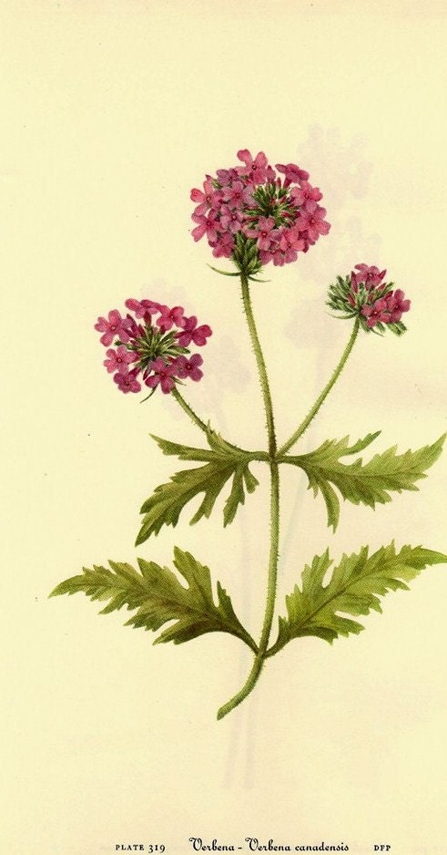 Vintage 1968 Color Print VERBENA Wild Flowers of America Frameable Book Plate 319 320 French Mulberry and Verbena Pink Burgundy Berries