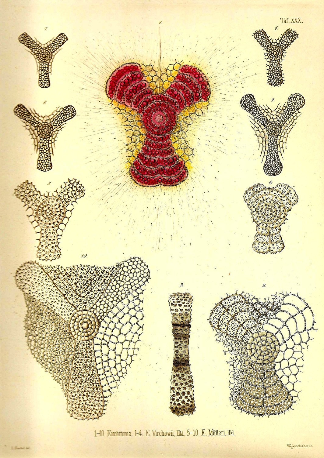 Ernst Haeckel OCEAN Lithograph Art Print Beautiful Colored Frameable Collectable 2010 Book PLATE 30 Ocean Sea Life Nature Coral