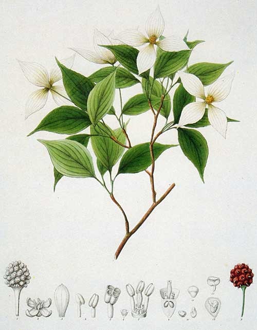 Vintage1984 Prestele Color Art Print Original Plate 139 Beautiful Detailed BENTHAMIA JAPONICA Antique White Flowers Petals Plant Seeds Chart