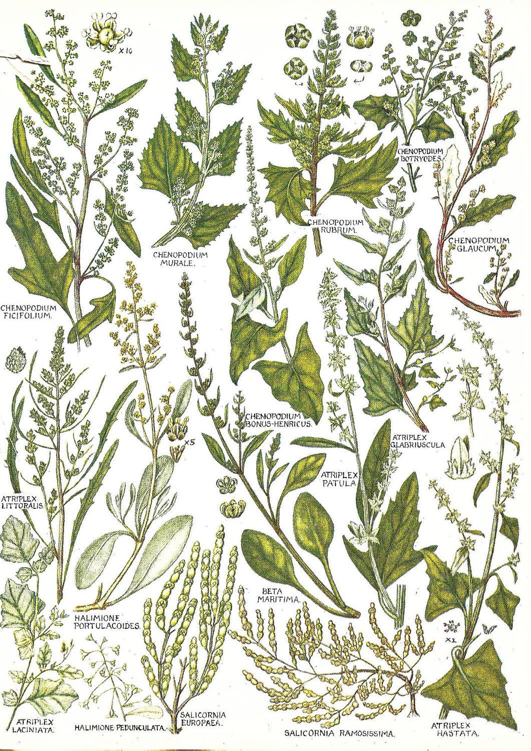 Vintage Botanical Print 1969 BRITISH WILDFLOWERS Bookplate Book Page Art Plate 73 Summer Wild Flowers Nature Garden